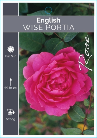 Picture of **ROSE WISE PORTIA (English)                                                                                                                          