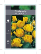 Picture of **ROSE ALLGOLD (FL)                                                                                                                                   