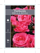 Picture of ROSE BELLA ROSA (FL)                                                                                                                                  