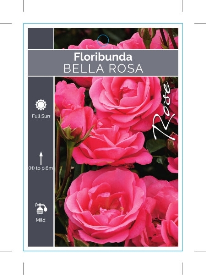 Picture of ROSE BELLA ROSA (FL)                                                                                                                                  