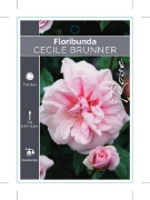 Picture of ROSE CECILE BRUNNER (FL)                                                                                                                              