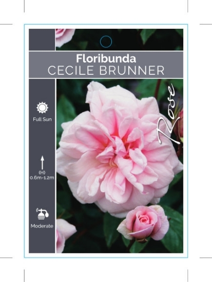 Picture of ROSE CECILE BRUNNER (FL)                                                                                                                              
