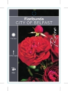 Picture of **ROSE CITY OF BELFAST (FL)                                                                                                                           