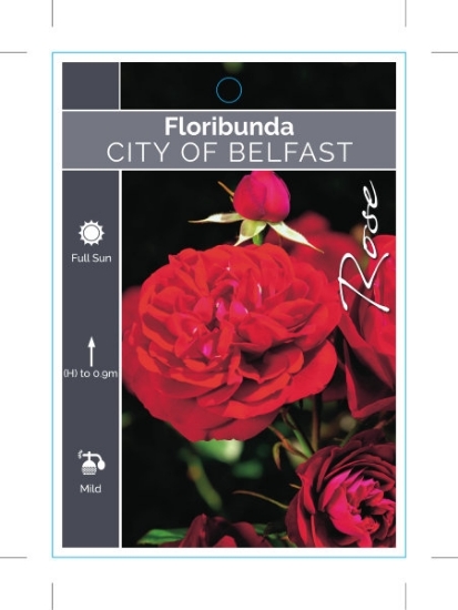 Picture of **ROSE CITY OF BELFAST (FL)                                                                                                                           