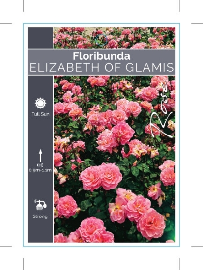 Picture of **ROSE ELIZABETH OF GLAMIS (FL)                                                                                                                       