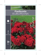 Picture of ROSE EUROPEANA (FL)                                                                                                                                   