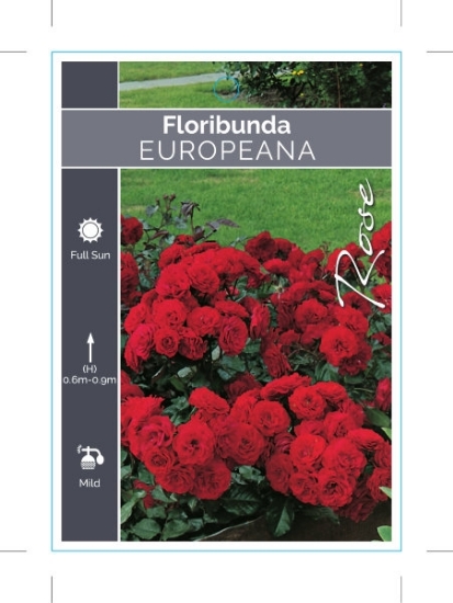 Picture of ROSE EUROPEANA (FL)                                                                                                                                   