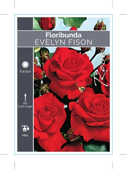 Picture of ROSE EVELYN FISON (FL)                                                                                                                                