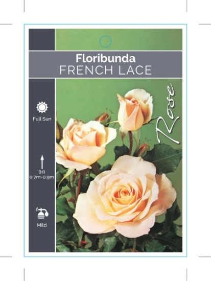 Picture of ROSE FRENCH LACE (FL)                                                                                                                                 