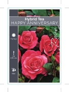 Picture of ROSE HAPPY ANNIVERSARY (HT)                                                                                                                           