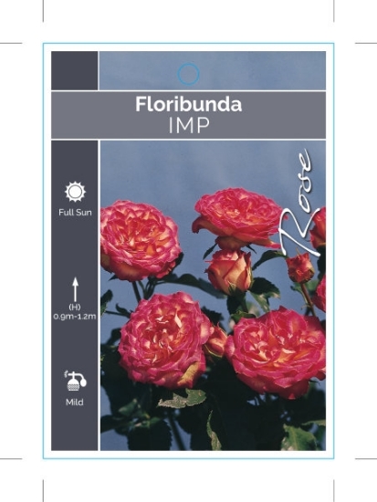 Picture of **ROSE IMP (FL)                                                                                                                                       