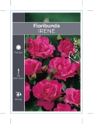 Picture of ROSE IRENE (FL)                                                                                                                                       
