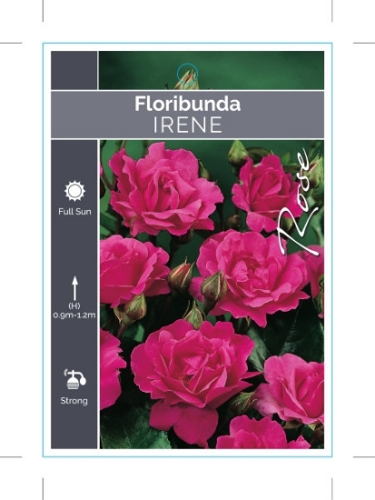 Picture of ROSE IRENE (FL)                                                                                                                                       