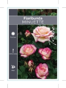 Picture of ROSE MINUETTE (FL)                                                                                                                                    