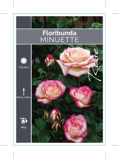 Picture of ROSE MINUETTE (FL)                                                                                                                                    