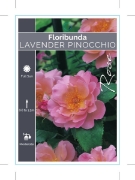 Picture of **ROSE LAVENDER PINOCCHIO (FL)                                                                                                                        