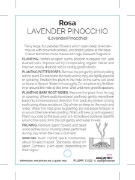 Picture of **ROSE LAVENDER PINOCCHIO (FL)                                                                                                                        