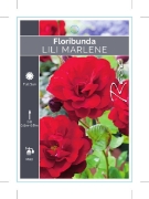 Picture of ROSE LILI MARLENE (FL)                                                                                                                                