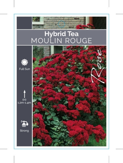 Picture of **ROSE MOULIN ROUGE (FL)                                                                                                                              