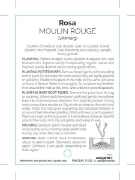 Picture of **ROSE MOULIN ROUGE (FL)                                                                                                                              