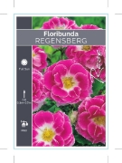 Picture of **ROSE REGENSBERG (FL)                                                                                                                                