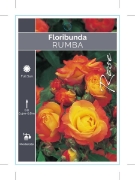 Picture of **ROSE RUMBA (FL)                                                                                                                                     