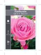 Picture of ROSE SEXY REXY (FL)                                                                                                                                   