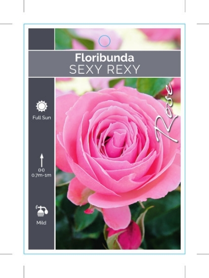 Picture of ROSE SEXY REXY (FL)                                                                                                                                   