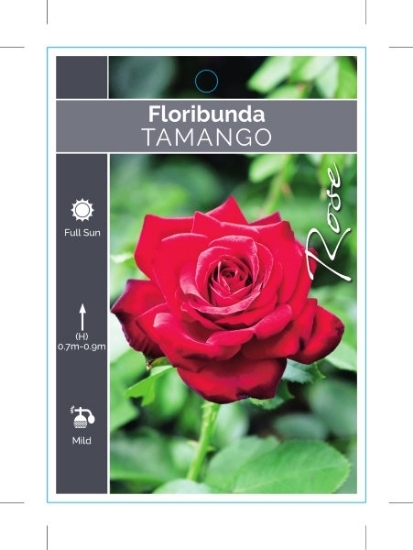 Picture of **ROSE TAMANGO (FL)                                                                                                                                   