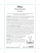 Picture of **ROSE TAMANGO (FL)                                                                                                                                   