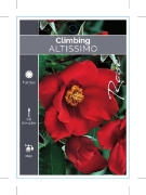 Picture of ROSE ALTISSIMO CLIMBING                                                                                                                               