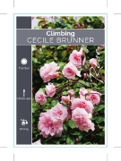 Picture of ROSE CECILE BRUNNER CLIMBING                                                                                                                          