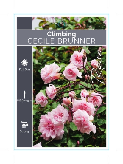 Picture of ROSE CECILE BRUNNER CLIMBING                                                                                                                          