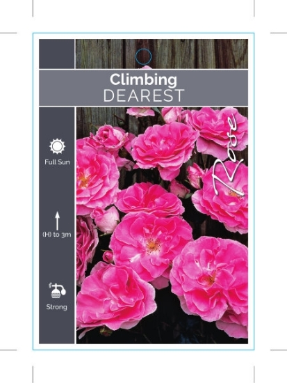 Picture of **ROSE DEAREST CLIMBING                                                                                                                               