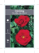 Picture of ROSE DUBLIN BAY CLIMBING                                                                                                                              