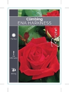 Picture of **ROSE ENA HARKNESS CLIMBING                                                                                                                          