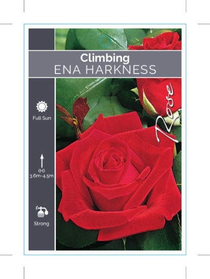 Picture of **ROSE ENA HARKNESS CLIMBING                                                                                                                          
