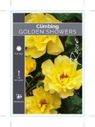 Picture of **ROSE GOLDEN SHOWERS CLIMBING                                                                                                                        