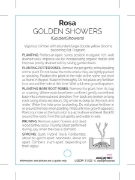 Picture of **ROSE GOLDEN SHOWERS CLIMBING                                                                                                                        