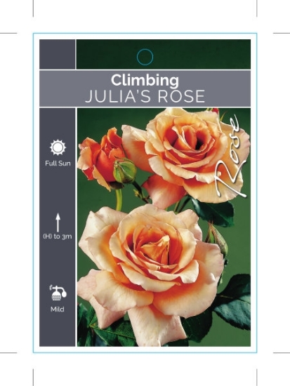 Picture of **ROSE JULIAS ROSE CLIMBING                                                                                                                           