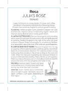 Picture of **ROSE JULIAS ROSE CLIMBING                                                                                                                           