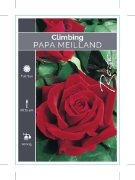 Picture of **ROSE PAPA MEILLAND CLIMBING                                                                                                                         
