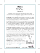 Picture of **ROSE PASCALI CLIMBING                                                                                                                               