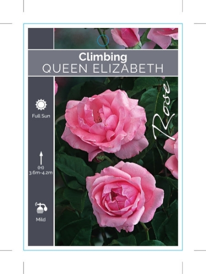 Picture of ROSE QUEEN ELIZABETH CLIMBING                                                                                                                         