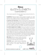 Picture of ROSE QUEEN ELIZABETH CLIMBING                                                                                                                         
