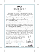 Picture of **ROSE ROYAL GOLD CLIMBING                                                                                                                            