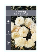 Picture of ROSE SEA FOAM CLIMBING                                                                                                                                