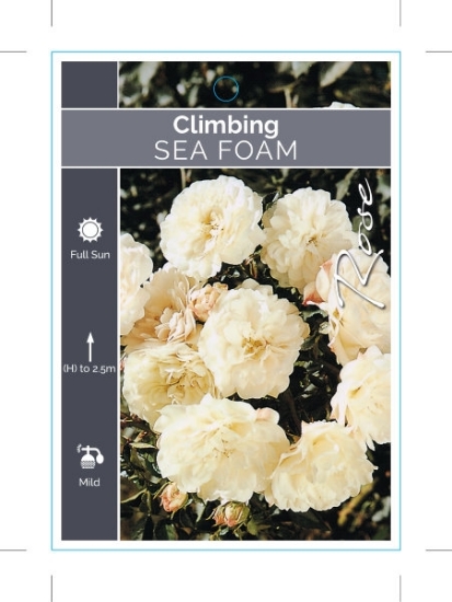 Picture of ROSE SEA FOAM CLIMBING                                                                                                                                