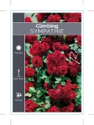 Picture of **ROSE SYMPATHIE CLIMBING                                                                                                                             