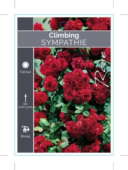 Picture of **ROSE SYMPATHIE CLIMBING                                                                                                                             